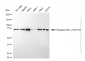 KD-Validated Anti-Phospho-PKC gamma (Thr514) Rabbit Monoclonal Antibody