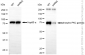 KD-Validated Anti-Phospho-PKC gamma (Thr514) Rabbit Monoclonal Antibody