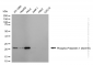 KD-Validated Anti-Phospho-Presenilin 1 (Ser310) Rabbit Monoclonal Antibody
