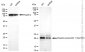 KD-Validated Anti-Phospho-Presenilin 1 (Ser310) Rabbit Monoclonal Antibody