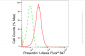 KD-Validated Anti-Presenilin 1 Rabbit Monoclonal Antibody