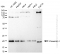 KD-Validated Anti-Presenilin 1 Rabbit Monoclonal Antibody
