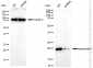 KD-Validated Anti-Presenilin 1 Rabbit Monoclonal Antibody
