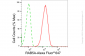 KD-Validated Anti-RAB5A Rabbit Monoclonal Antibody