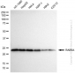 KD-Validated Anti-RAB5A Rabbit Monoclonal Antibody