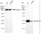 KD-Validated Anti-RAB5A Rabbit Monoclonal Antibody