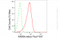 KD-Validated Anti-RAB5A Rabbit Monoclonal Antibody
