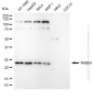 KD-Validated Anti-RAB5A Rabbit Monoclonal Antibody
