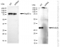 KD-Validated Anti-RAB5A Rabbit Monoclonal Antibody