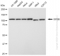 KD-Validated Anti-EIF3B Rabbit Monoclonal Antibody