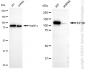 KD-Validated Anti-EIF3B Rabbit Monoclonal Antibody