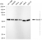 KD-Validated Anti-Beclin 1 Rabbit Monoclonal Antibody