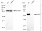 KD-Validated Anti-Beclin 1 Rabbit Monoclonal Antibody