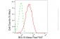 KD-Validated Anti-BCL10 Immune Signaling Adaptor Rabbit Monoclonal Antibody