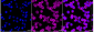 KD-Validated Anti-BCL10 Immune Signaling Adaptor Rabbit Monoclonal Antibody