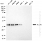 KD-Validated Anti-BCL10 Immune Signaling Adaptor Rabbit Monoclonal Antibody