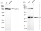 KD-Validated Anti-BCL10 Immune Signaling Adaptor Rabbit Monoclonal Antibody