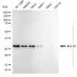 KD-Validated Anti-BCL10 Immune Signaling Adaptor Rabbit Monoclonal Antibody