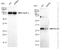 KD-Validated Anti-BCL10 Immune Signaling Adaptor Rabbit Monoclonal Antibody