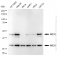 KD-Validated Anti-Methyl-CpG Binding Domain Protein 2 Rabbit Monoclonal Antibody