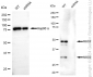 KD-Validated Anti-Methyl-CpG Binding Domain Protein 2 Rabbit Monoclonal Antibody