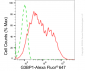 KD-Validated Anti-G3BP1 Rabbit Monoclonal Antibody