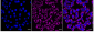 KD-Validated Anti-G3BP1 Rabbit Monoclonal Antibody