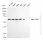KD-Validated Anti-G3BP1 Rabbit Monoclonal Antibody