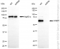 KD-Validated Anti-G3BP1 Rabbit Monoclonal Antibody