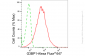 KD-Validated Anti-G3BP1 Rabbit Monoclonal Antibody