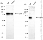 KD-Validated Anti-G3BP1 Rabbit Monoclonal Antibody