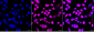 KD-Validated Anti-Checkpoint Kinase 2 Rabbit Monoclonal Antibody