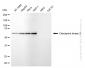 KD-Validated Anti-Checkpoint Kinase 2 Rabbit Monoclonal Antibody