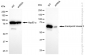 KD-Validated Anti-Checkpoint Kinase 2 Rabbit Monoclonal Antibody