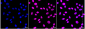 KD-Validated Anti-DAZ Associated Protein 1 Rabbit Monoclonal Antibody