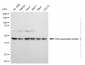 KD-Validated Anti-DAZ Associated Protein 1 Rabbit Monoclonal Antibody