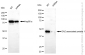 KD-Validated Anti-DAZ Associated Protein 1 Rabbit Monoclonal Antibody
