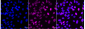 KD-Validated Anti-DAZ Associated Protein 1 Rabbit Monoclonal Antibody