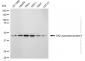 KD-Validated Anti-DAZ Associated Protein 1 Rabbit Monoclonal Antibody