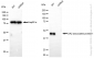 KD-Validated Anti-DAZ Associated Protein 1 Rabbit Monoclonal Antibody