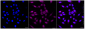 KD-Validated Anti-MLKL Rabbit Monoclonal Antibody