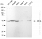 KD-Validated Anti-MLKL Rabbit Monoclonal Antibody