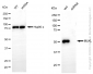 KD-Validated Anti-MLKL Rabbit Monoclonal Antibody