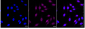 KD-Validated Anti-MLKL Rabbit Monoclonal Antibody