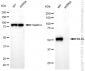 KD-Validated Anti-MLKL Rabbit Monoclonal Antibody