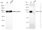 KD-Validated Anti-STAT3 Rabbit Monoclonal Antibody