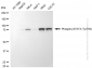 KD-Validated Anti-Phospho-STAT3 (Tyr705) Rabbit Monoclonal Antibody