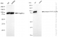 KD-Validated Anti-Phospho-STAT3 (Tyr705) Rabbit Monoclonal Antibody