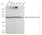 KD-Validated Anti-TANK Binding Kinase 1 Rabbit Monoclonal Antibody