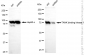 KD-Validated Anti-TANK Binding Kinase 1 Rabbit Monoclonal Antibody